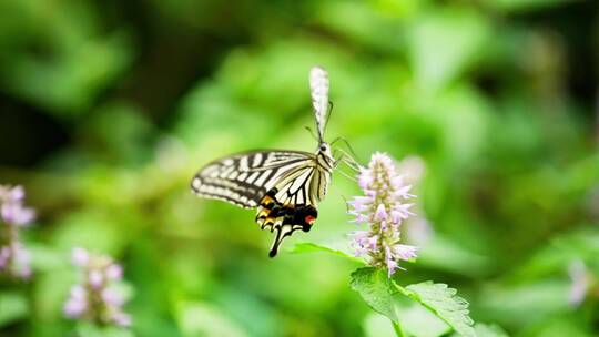 蝴蝶在花上飞舞采蜜慢镜头美丽昆虫自然界视频素材模板下载
