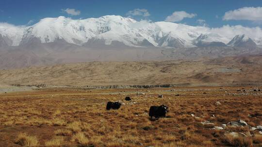 新疆帕米尔高原公格尔九别峰雪山风光视频素材模板下载