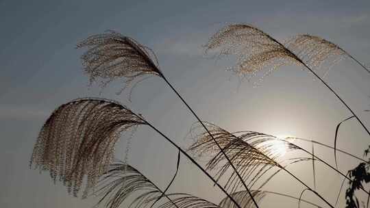 芦苇 夕阳下的芦苇