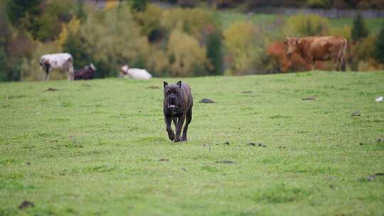 狗，Cane Corso，公园，散步