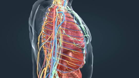 3D医学人体解剖器官肝脏心脏肾脏肺部动画