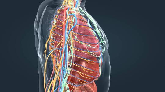 3D医学人体解剖器官肝脏心脏肾脏肺部动画视频素材模板下载