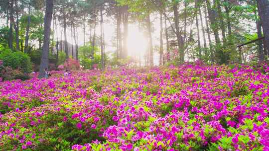 杭州临平公园春天满山遍野迎春杜鹃花映山红