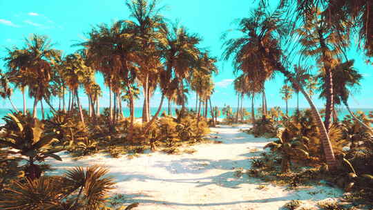 4K 海滩上有棕榈树的荒岛