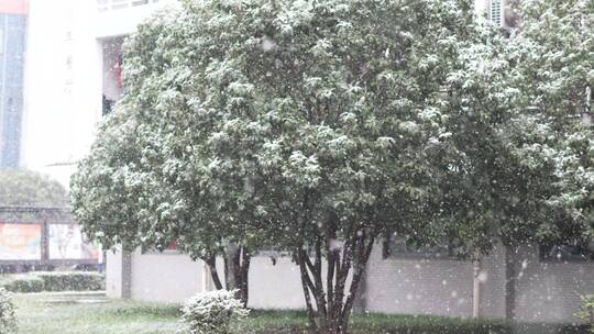 飘雪下的树