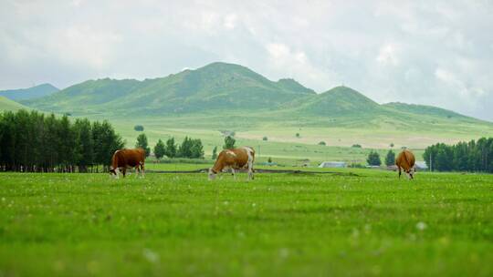 草原上的牛群2