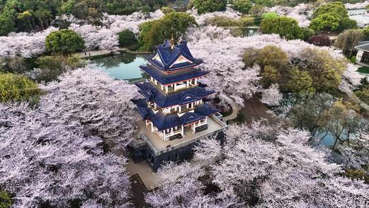 江苏 无锡 太湖 鼋头渚樱花 春天 旅游