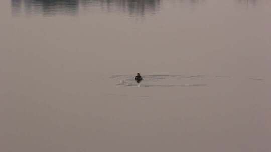 阳光反射下湖面的几只小野鸭子