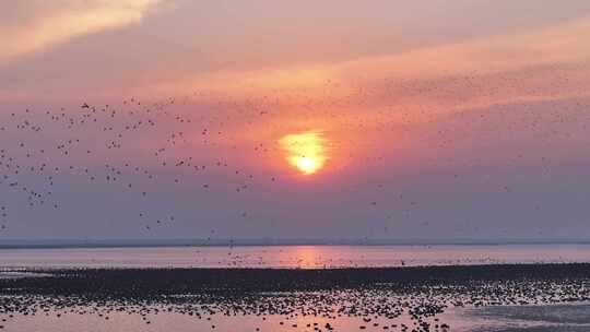 湿地鸟浪