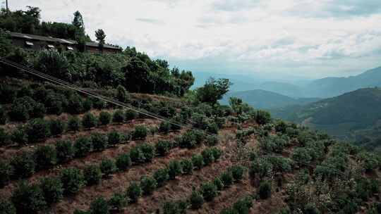 4K云南保山咖啡种植园航拍