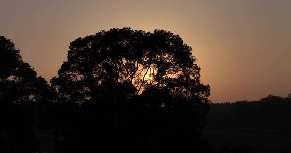 【航拍】日落时分金色时刻太阳透过大树剪影