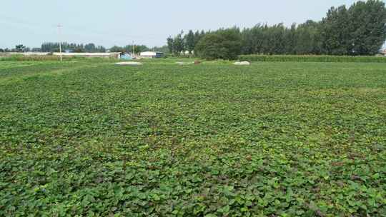 红薯秧 红薯叶 地瓜叶 红薯地 地瓜藤