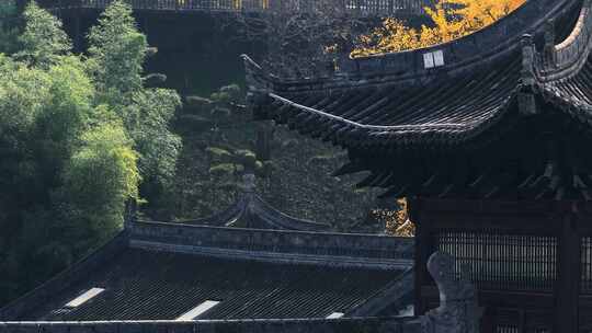 航拍古寺千年银杏秋景西安古观音禅寺