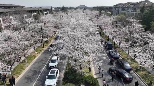 航拍鉴真路樱花大道人流