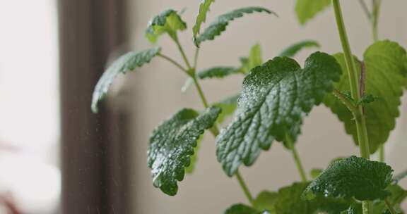 植物装饰新鲜喷涂