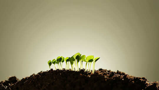破土而出的小苗生长过程
