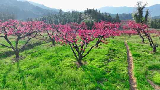 桃花树桃花林桃花山