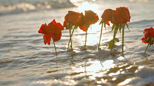 夕阳下的玫瑰花与海浪