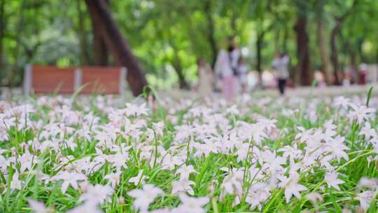 人民公园风雨兰花