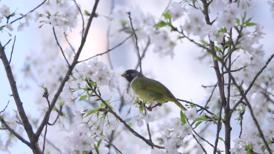 樱花树上的小鸟