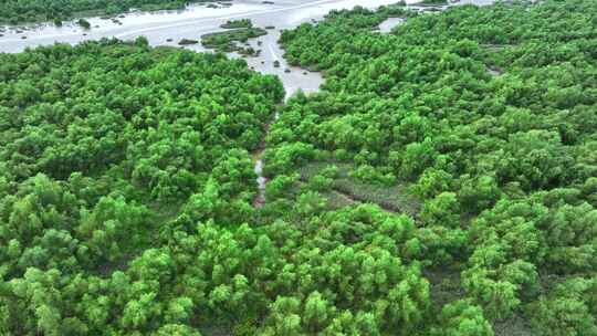 4k广东江门滨海新区银湖湾湿地红树林航拍