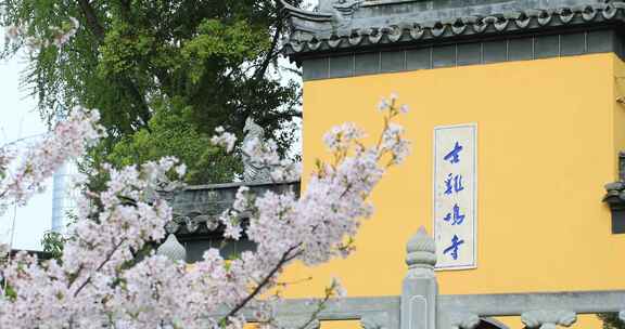 唯美春天南京古城墙鸡鸣寺樱花