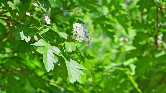 春天阳光下生长盛开白花的山楂树与蜜蜂采蜜