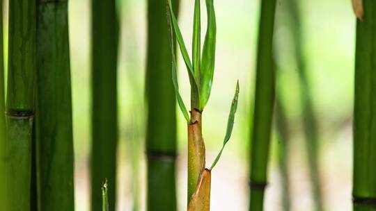 春天的竹林里竹笋生长延时视频