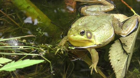 湿地沼泽地牛蛙休眠和漂浮