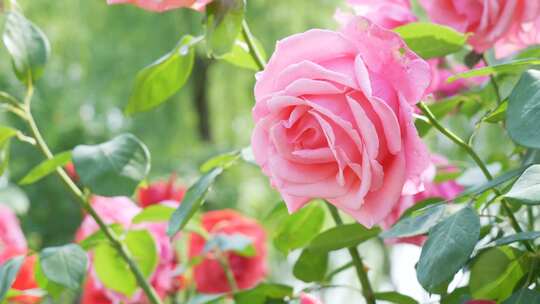 粉色月季花玫瑰
