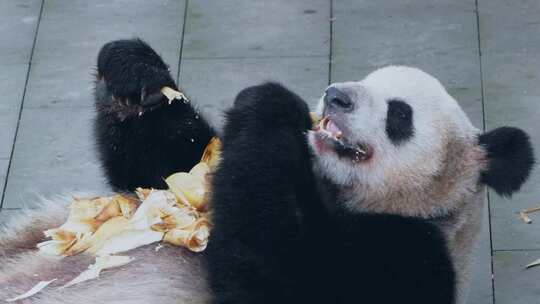 大熊猫躺着吃竹笋视频合集