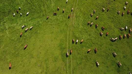 航拍蒙古草原牛群视频素材模板下载