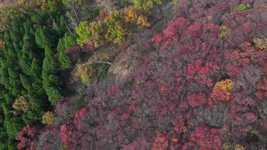 莲华山深秋，色彩斑斓，层林尽染视频素材模板下载