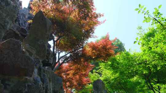 秋天枫叶红叶绿树与岩石假山景观