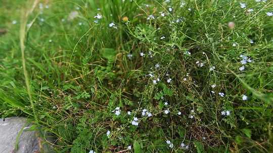 山上的野花