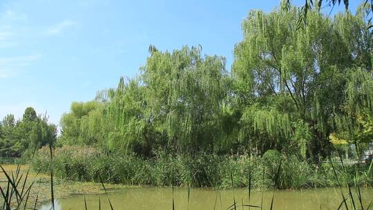公园湖边柳树