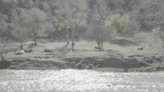 内蒙古大草原河边休憩的牛群