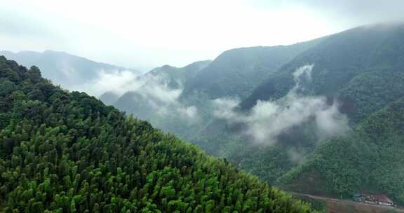 广西山区竹林竹海竹山云海翻滚航拍