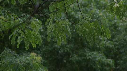 6K雨中槐树枝叶07