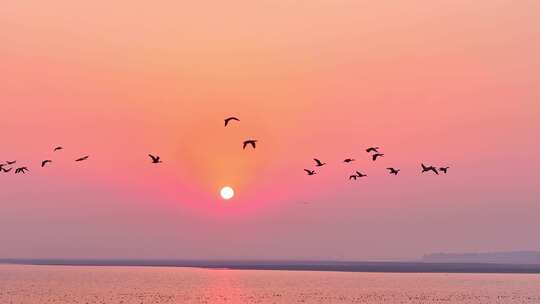 鄱阳湖湿地候鸟自然风光