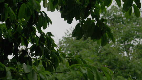 节气谷雨下雨树叶上的特写
