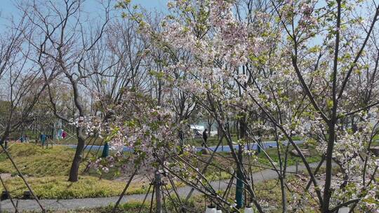 航拍上海滴水湖路边盛开的梨花树