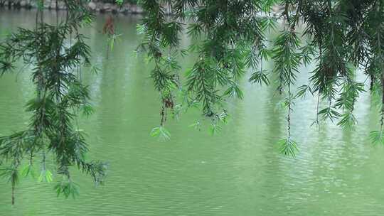 柳叶红千层 碧绿水面 河边