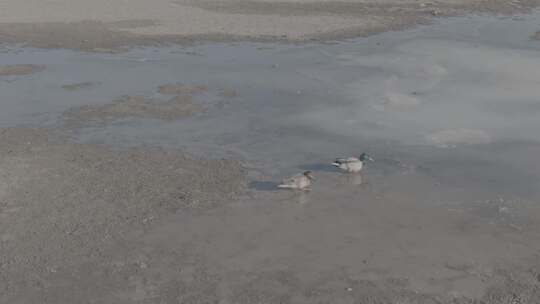 青海青海湖湖面冰面航拍视频