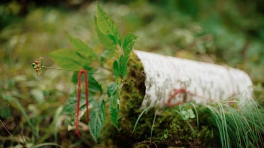 长白山白桦皮青苔包扎新鲜野山参