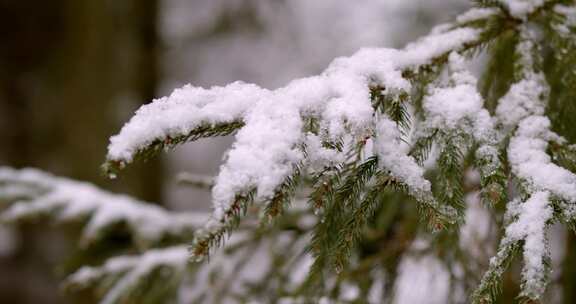 特写落满雪花的松柏