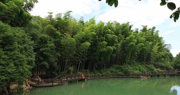 天然氧吧阳光竹林竹海