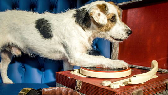 狗狗玩唱片