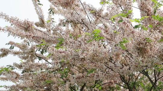 泰国樱花、花旗木