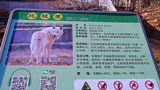 北极狼 食肉目 犬科 动物 野生动物